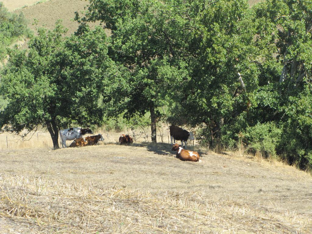 Agriturismo San Pietro Gangi Exteriör bild